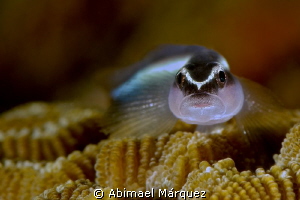 Goby by Abimael Márquez 